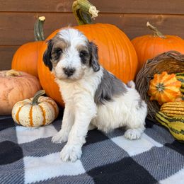 Hollandaise - Lavender Collar - Blue merle female Bernedoodle puppy in Buena Vista, Colorado from Mountain Poppy Bernedoodles