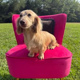 Harper - Dachshund