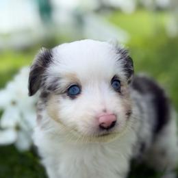 Baby girl 3 - Blue merle female Toy Australian Shepherd puppy in Nickelsville, Virginia from Pecan Creek