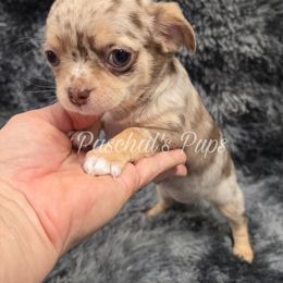 Sienna - Merle female Chihuahua puppy in Bowdon, Georgia from Paschal's Pups