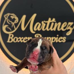 Boy 3 - Brindle male Boxer puppy in Orlando, Florida from Martinez AKC Boxers of Central Florida