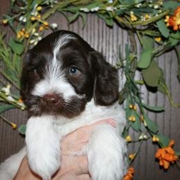 Australian Labradoodle Puppies from Windsor Creek Labradoodles