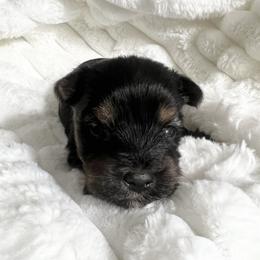 Trixie - Black and tan female Yorkshire Terrier puppy in California from All Star Yorkies