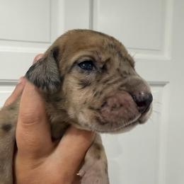 Batgirl - Merle female Great Dane puppy in Florida from Beachside Kennels