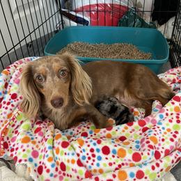 Aussiedoodle, Australian Shepherd, Dachshund, and Miniature Australian Shepherd Puppies from Bline’s Awesome Aussies at the Bline Family Farm