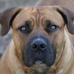 Boerboels from Blazen Boerboels
