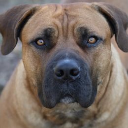 Boerboels from Blazen Boerboels