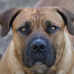 Boerboels from Blazen Boerboels