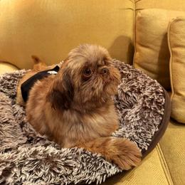 My Muffin Man - Chocolate male Shih Tzu puppy in Cartersville, Georgia from 100 Acre Woods Shih Tzu Plantation