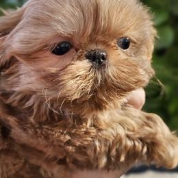 Tiffany - Cream and white female Shih Tzu puppy in Tucson, Arizona from Dollface Shih Tzu
