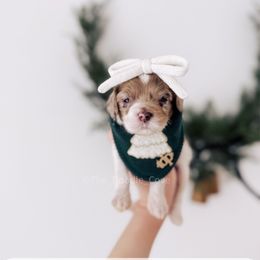 Calling Bird - 12 Days of Christmas - Merle female Goldendoodle puppy in Syracuse, Indiana from The Doodle Cove