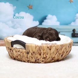 Cocoa - Chocolate female Australian Labradoodle puppy in Hurricane, Utah from Red Desert Doodles