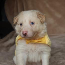 Hiccup - Gold male Border Collie puppy in Courtland, Alabama from C Bar C Ranch Border Collies