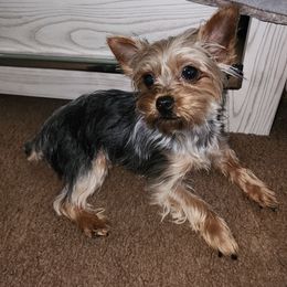 Jessi - Yorkshire Terrier