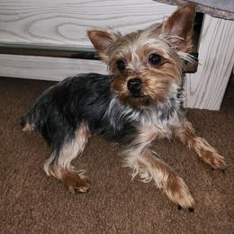 Jessi - Yorkshire Terrier