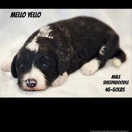 Mellow Yello - Black and white male Sheepadoodle puppy in Roseburg, Oregon from Lookingglass Doodles