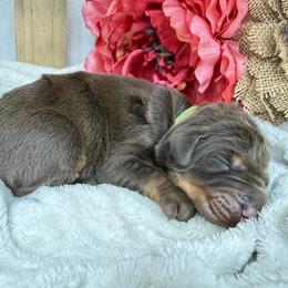 Skye - Red and rust female Doberman Pinscher puppy in Boyd, Texas from Team Feem Breeders