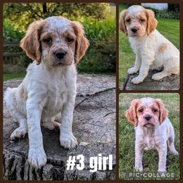 Girl 3 - Orange and white female French Brittany puppy in Reedsburg, Wisconsin from Winterdream Kennel