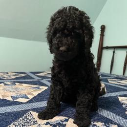 Benjamin Franklin - Black male Poodle puppy in Fairfield, North Carolina from Leaning T Ranch