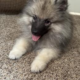 Keeshond and Pomeranian Puppies from Mary Schooner