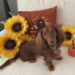 Dachshund All Grown Up from Dix n’ Dot Dachshunds