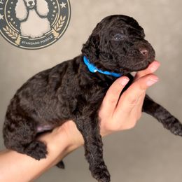 Bobby - Brown male Poodle puppy in Spring Hills, Florida from The Olympus Standard Poodle