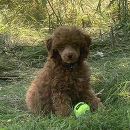 Poodles from Marlene Reyna's Poodles