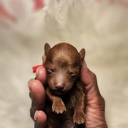 Cherry - Red  female Poodle puppy in Durham, North Carolina from Baileys Paws and Furs