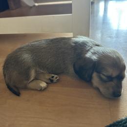 Milo - Cream male Dachshund puppy in North Auburn, California from Bell-Webb Ranch Doxies