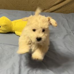 Max- Blue collar - White and apricot male Bichon Frise puppy in 63101 (St. Louis Metro Area), Missouri from BichonSTL