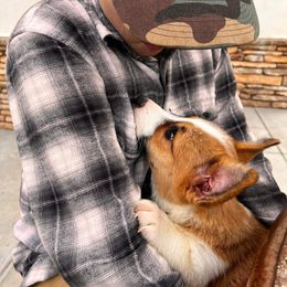 Pembroke Welsh Corgi Puppies from Dream Catcher Corgis