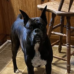 Sable - Boxer