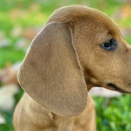 Mr. Sme - Dachshund puppy in Moreno Valley, California from DeLorenzo Dachshunds