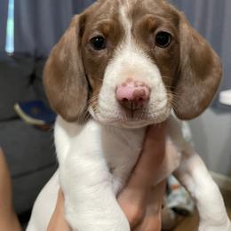Dachshund Puppies from Hursh’s Hounds