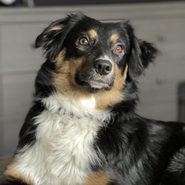 River - Miniature Australian Shepherd puppy from Natural Life Ranch