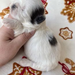 Steele - Blue male Shih Tzu puppy in Lakeland, Florida from Sunshine Shih Tzus