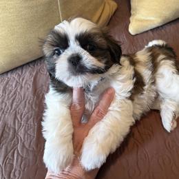 Captain Custard-AKC Champion Bloodline - Gold and white male Shih Tzu puppy in Long Beach, California from Prieto Shih-Tzu's