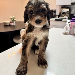 Black - Phantom male Bernedoodle puppy in Moreno Valley, California from Ayy_Doodles