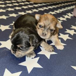 Maltese, Morkie, and Yorkshire Terrier Puppies from TenderLittleCuties
