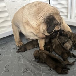 Girl 2 - Fawn female Pug puppy in Hemet, California from Greek God Pugs