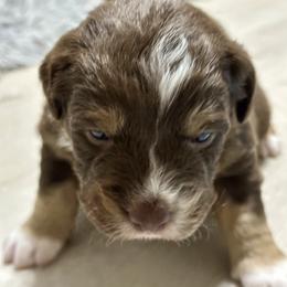Copper Doodle - Red tri-color male Aussiedoodle puppy in Charlestown, Indiana from Forever Aussies and A Doodle