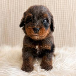 Polly - Brown female Bernedoodle puppy in Travelers Rest, South Carolina from Bernedoodle.do