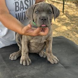 Girl 3 - Gray brindle female Cane Corso puppy in Granbury, Texas from Revolutions Kennel