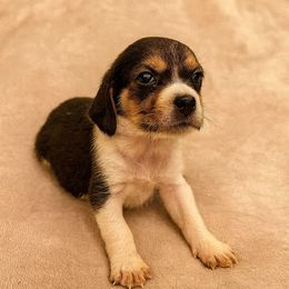 Cheerio - Black red and white female Beagle puppy in Rose Bud, Arkansas from Rajun Cajun Kennels