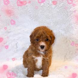 Holly - Red  female Goldendoodle puppy in Kissimmee, Florida from Poodle Doodle Kennels