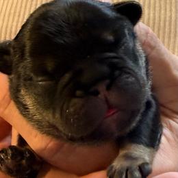 TBD - Black and tan male French Bulldog puppy in Spanaway, Washington from Frog Faced Frenchies