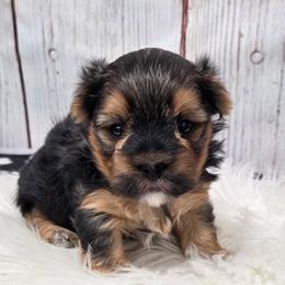 Baxter - Black & tan tri-color male Morkie puppy in Monticello, Iowa from Ashley’s Puppies