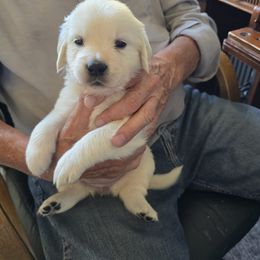 Honor  (Girl 3) - Light golden female Golden Retriever puppy in Elizabeth, Colorado from Blazing Star Goldens
