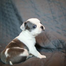 Blue Splash - Blue male Boston Terrier puppy in Seguin, Texas from Campos Farms
