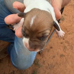 Girl 2 - Brown and white female Jack Russell Terrier puppy in Maysville, Oklahoma from MO’s Jack Russells